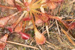 Pink sundew